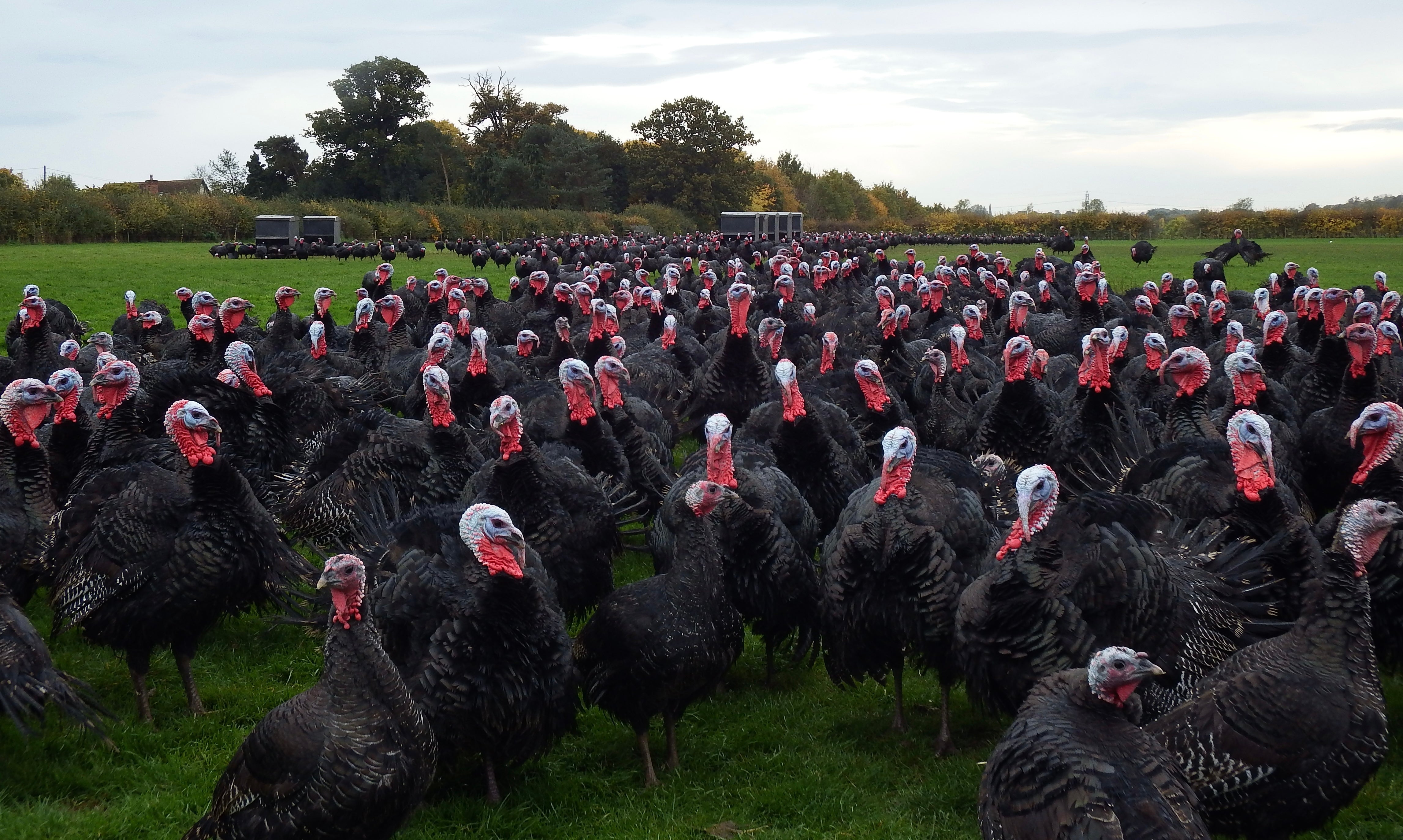 Dowthorpe Kellybronze Turkeys